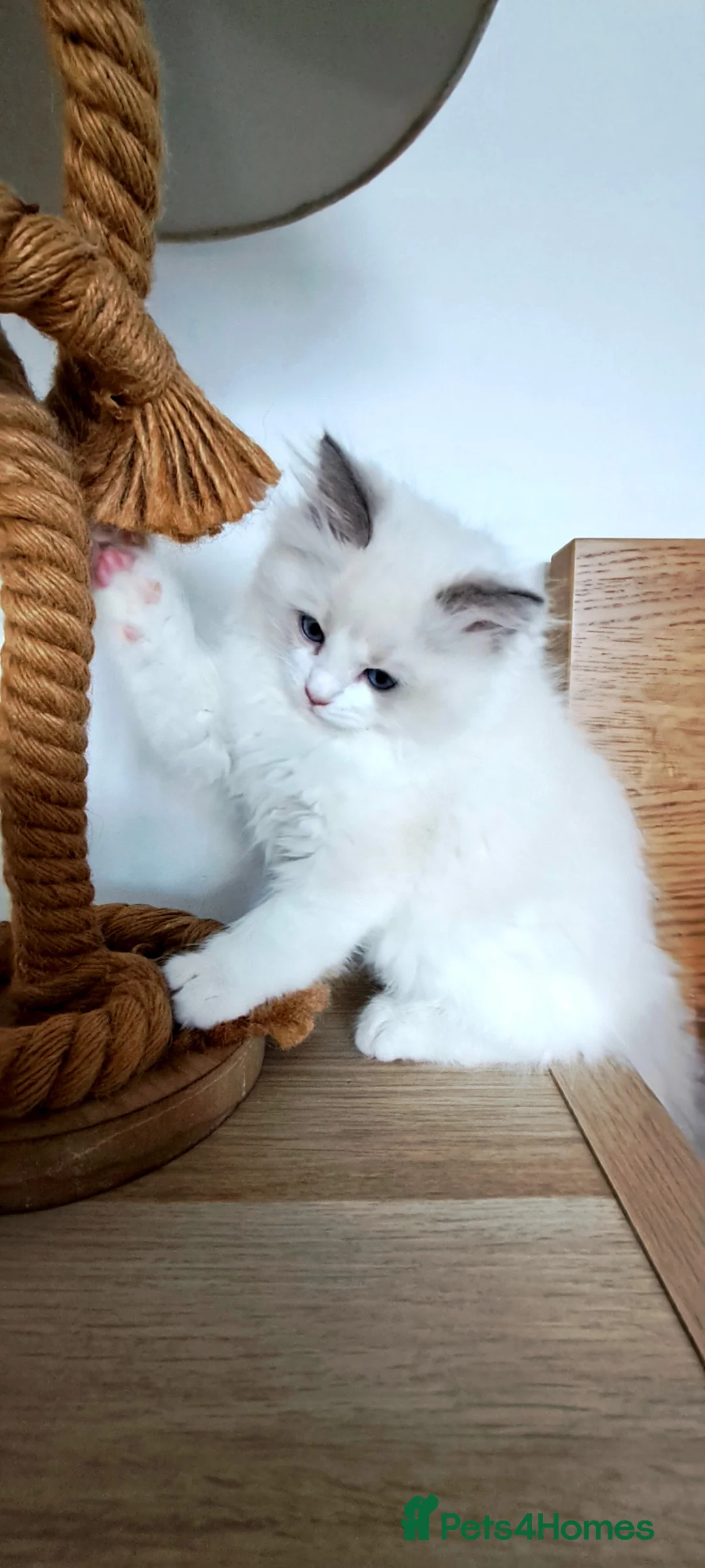 Ragdoll cats for sale: GCCF registered Ragdoll kittens 🐈 - Advert 1