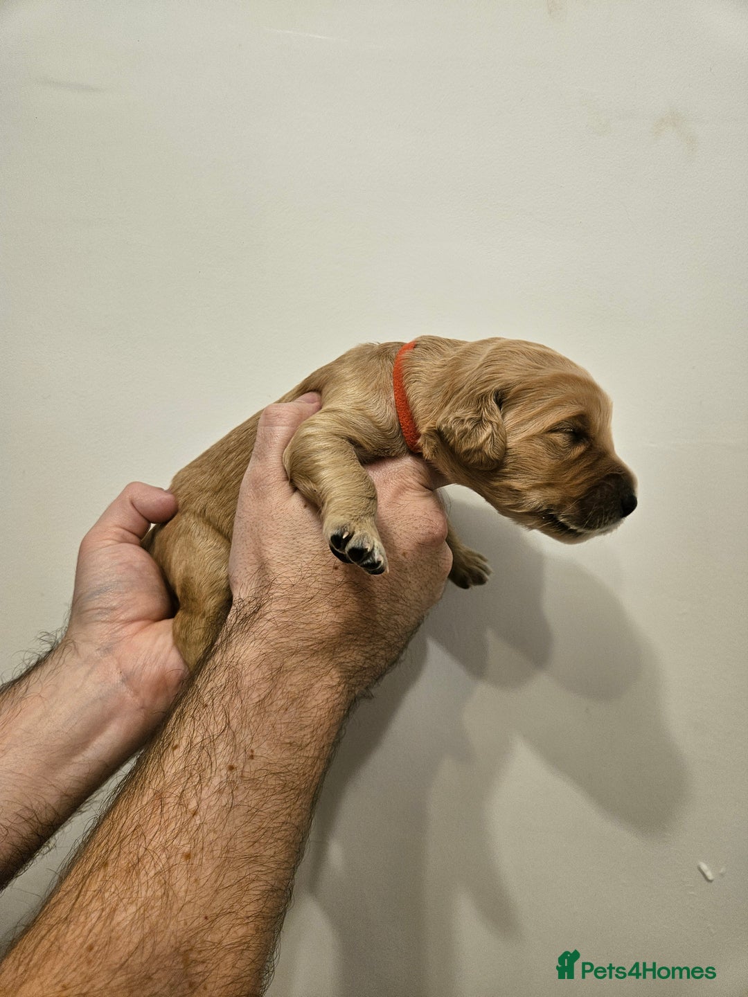 Goldendoodle dogs for sale: Goldendoodle Puppies - Advert 7