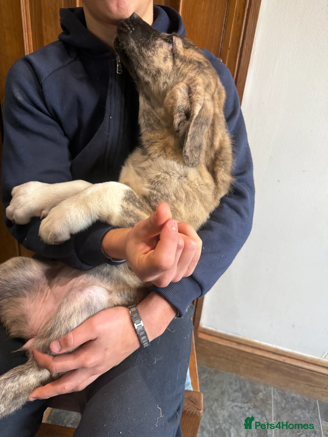 Mastiff dogs for sale: Registered Spanish mastiff puppies  - Advert 23