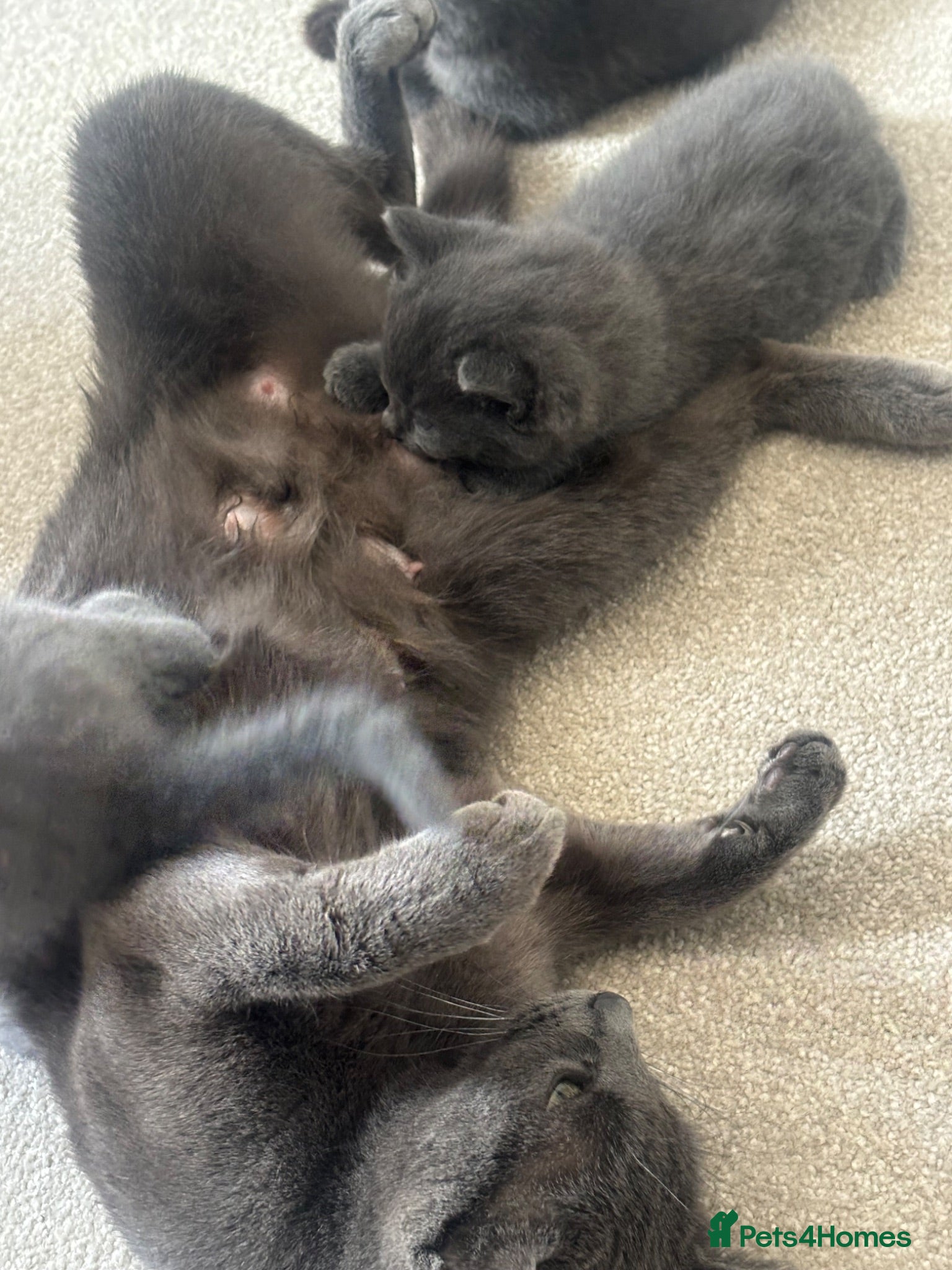 Scottish Fold cats Scottish fold mix and Russian Blue - Advert 13