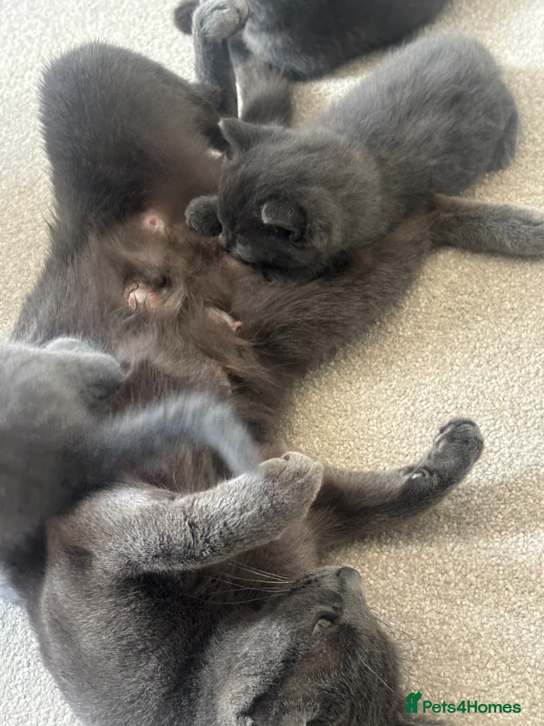 Scottish Fold cats for sale: Scottish fold mix and Russian Blue in ELY - Advert 1