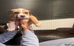 Mixed Breed dogs for sale: Boxer/Staff/Cane Corso Puppies for Sale - Advert 5