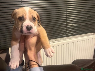 Mixed Breed dogs Boxer/Staff/Cane Corso Puppies for Sale - Advert 13