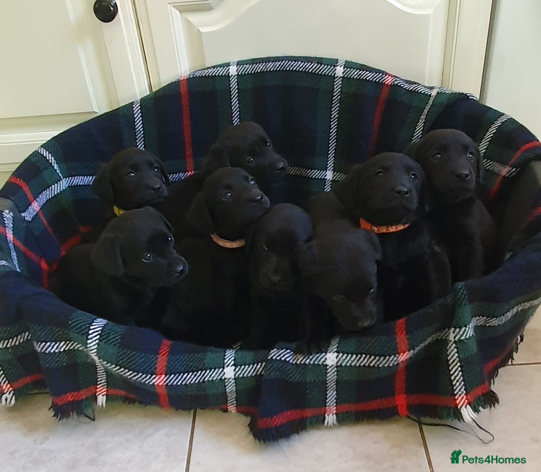 Labrador Retriever dogs for sale: KC REG  BLACK LABRADOR PUPPIES-DRAKESHEAD LINE in Blackburn - Image 1