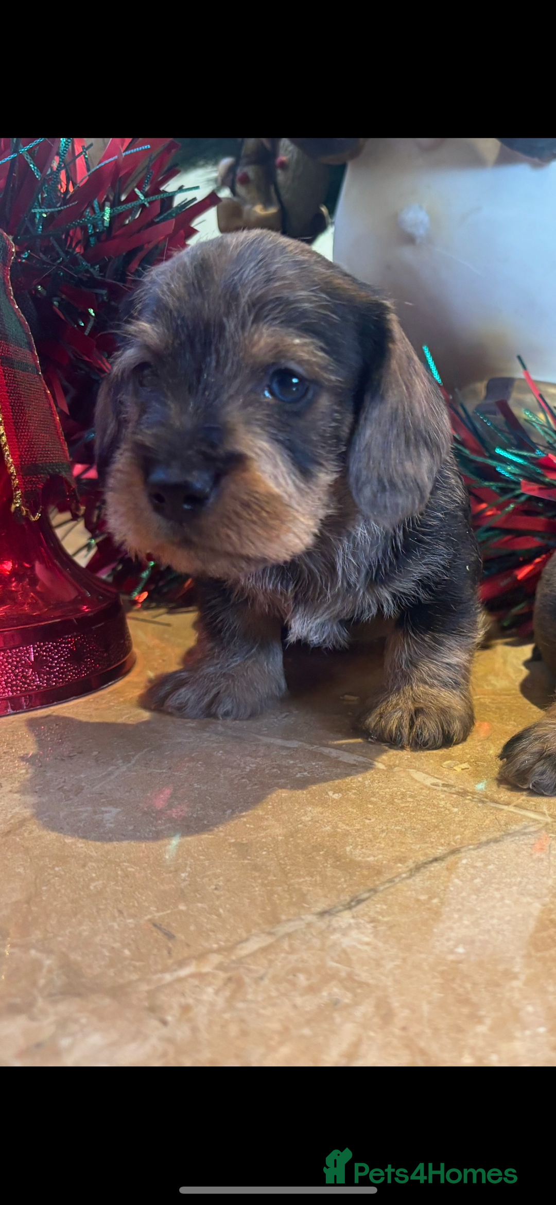 Miniature Dachshund dogs for sale: Wire Haired Dachshunds  - Advert 18