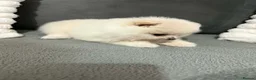 Pomeranian dogs for sale: White Pomeranian girl puppy - Advert 6