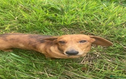 Miniature Dachshund dogs for sale: 2 miniature dachshunds £500 each - Advert 6