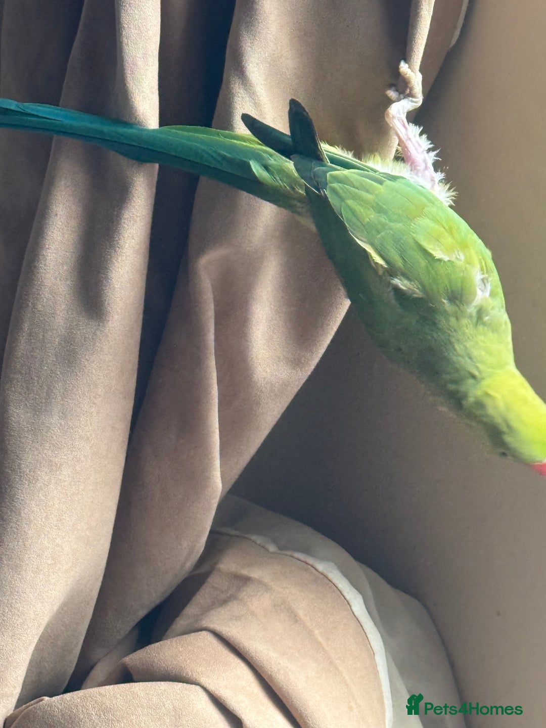 Ringnecks birds for sale: Tame ringneck  - Advert 6