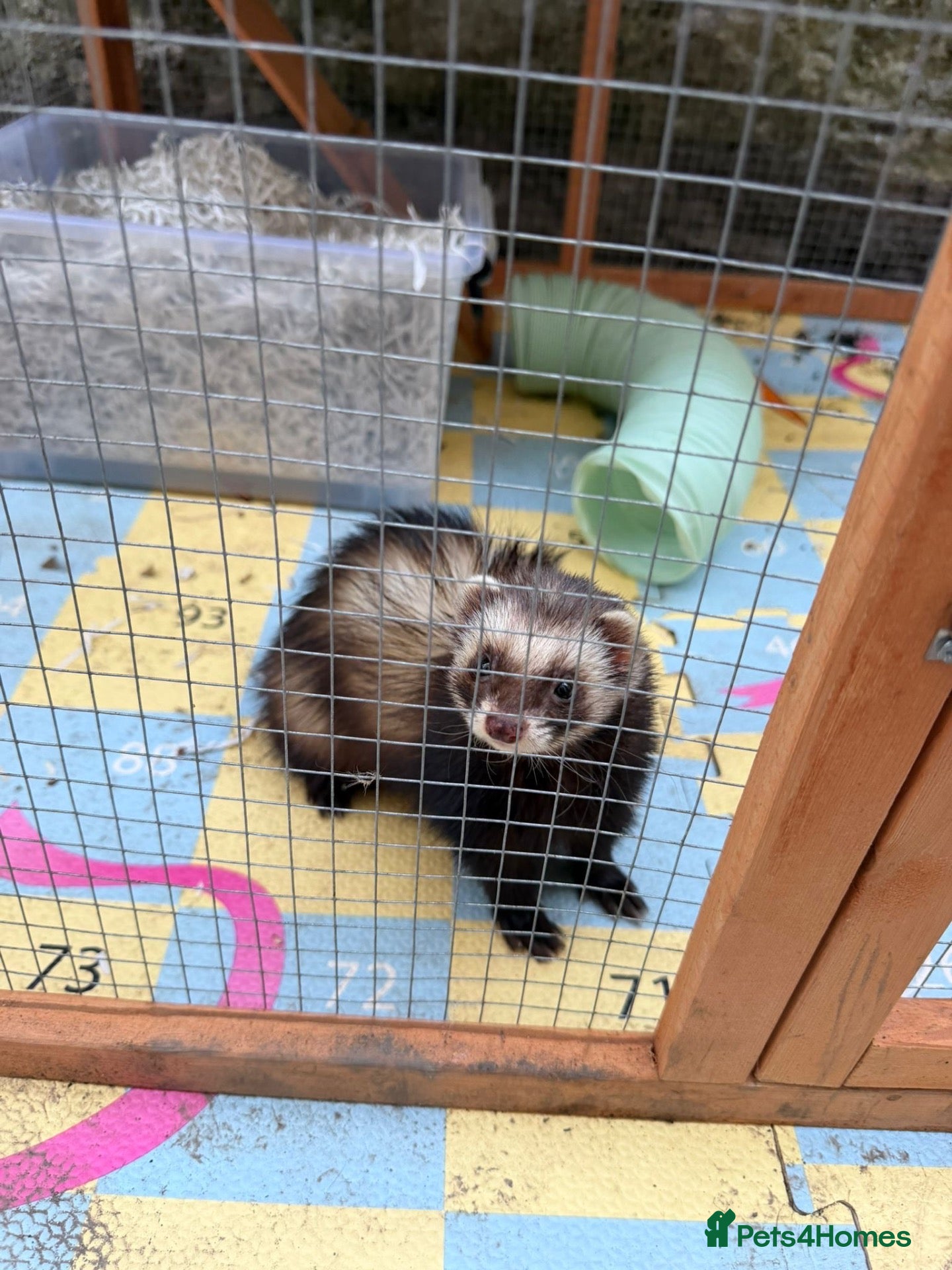 Ferret rodents Hob ferret  - Advert 5