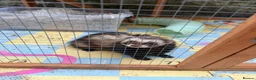 Ferret rodents for sale: Hob ferret  in Plymouth - Advert 1