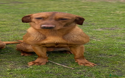 Labrador Retriever dogs for stud: Royal Red gun dog for stud - Image 13