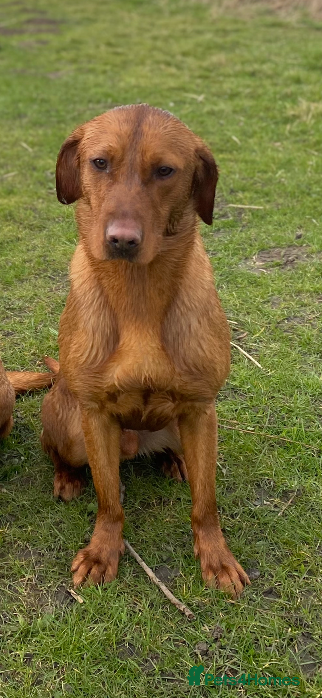 Labrador Retriever dogs for stud: Royal Red gun dog for stud - Image 13