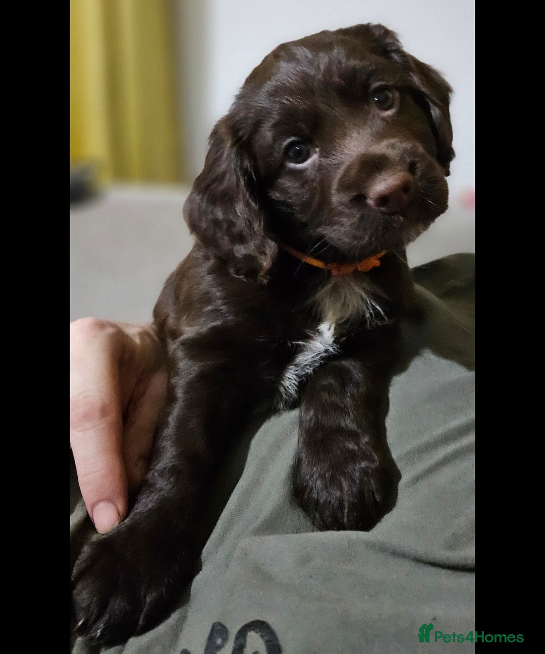 Cocker Spaniel dogs for sale: 5 stunning Cocker Spaniel puppies for sale.  - Advert 3