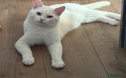 American Shorthair cats for sale: Beautiful 1-Year-Old Full White Male Cat  - Image 14
