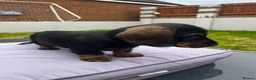 Miniature Dachshund dogs for sale: Black and Tan miniature dachshund - Advert 7