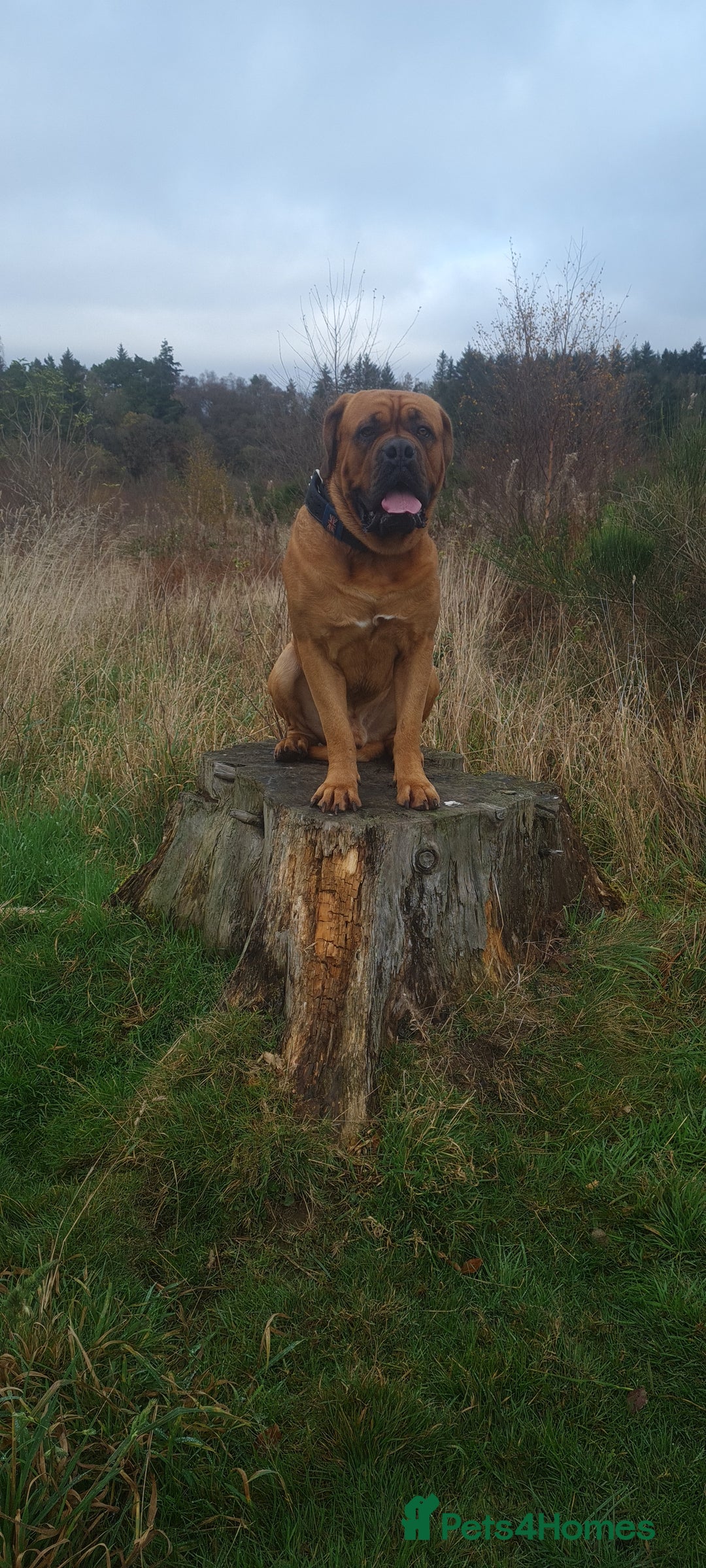 Dogue De Bordeaux dogs for stud: DOGUE DE BORDEUX STUD  in Glasgow - Image 15