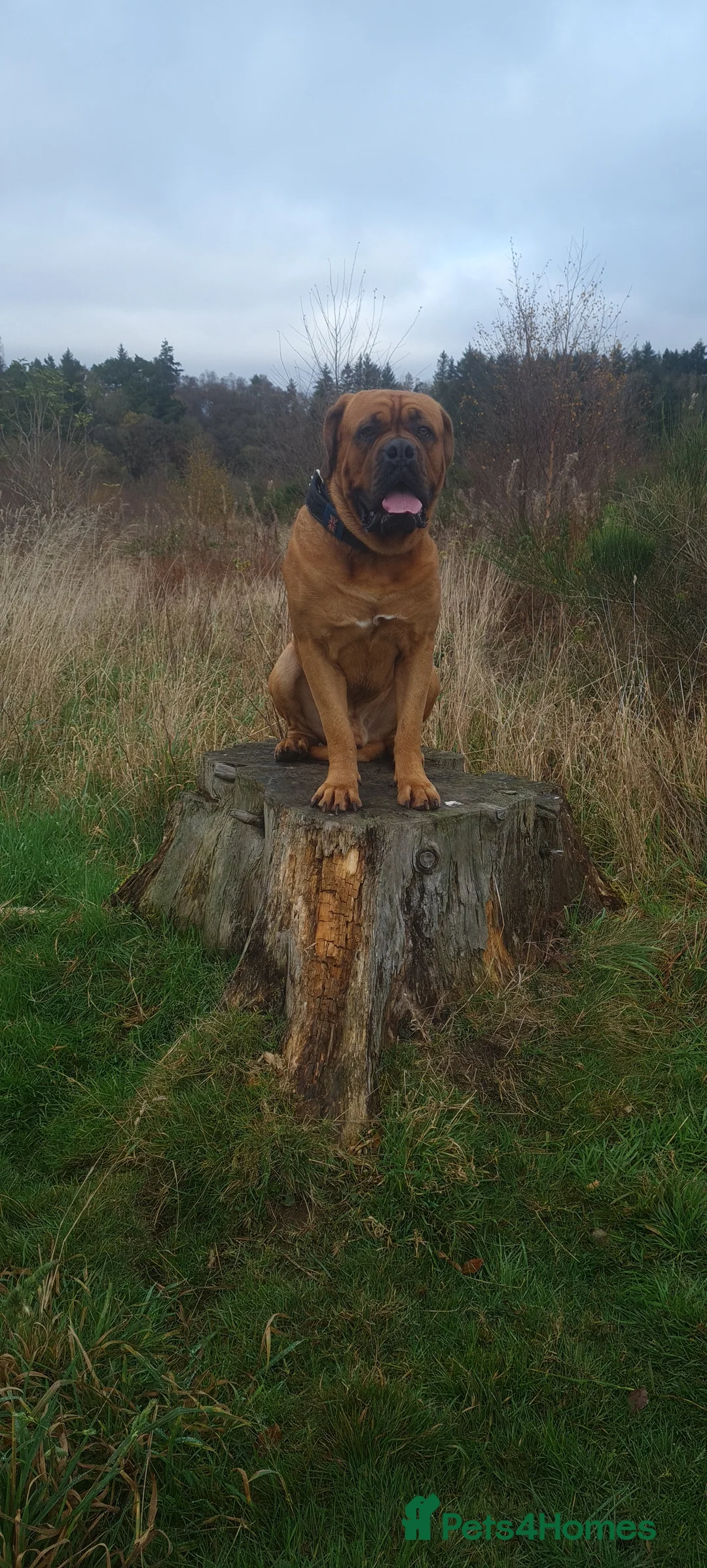 Dogue De Bordeaux dogs for stud: DOGUE DE BORDEUX STUD  in Glasgow - Advert 15