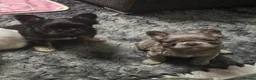 French Bulldog dogs for sale: Visual fluffy french bulldogs in Newcastle upon Tyne - Advert 20