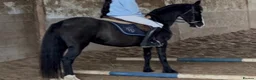 Welsh Section D horses for sale: Super Welsh Project  - Advert 4