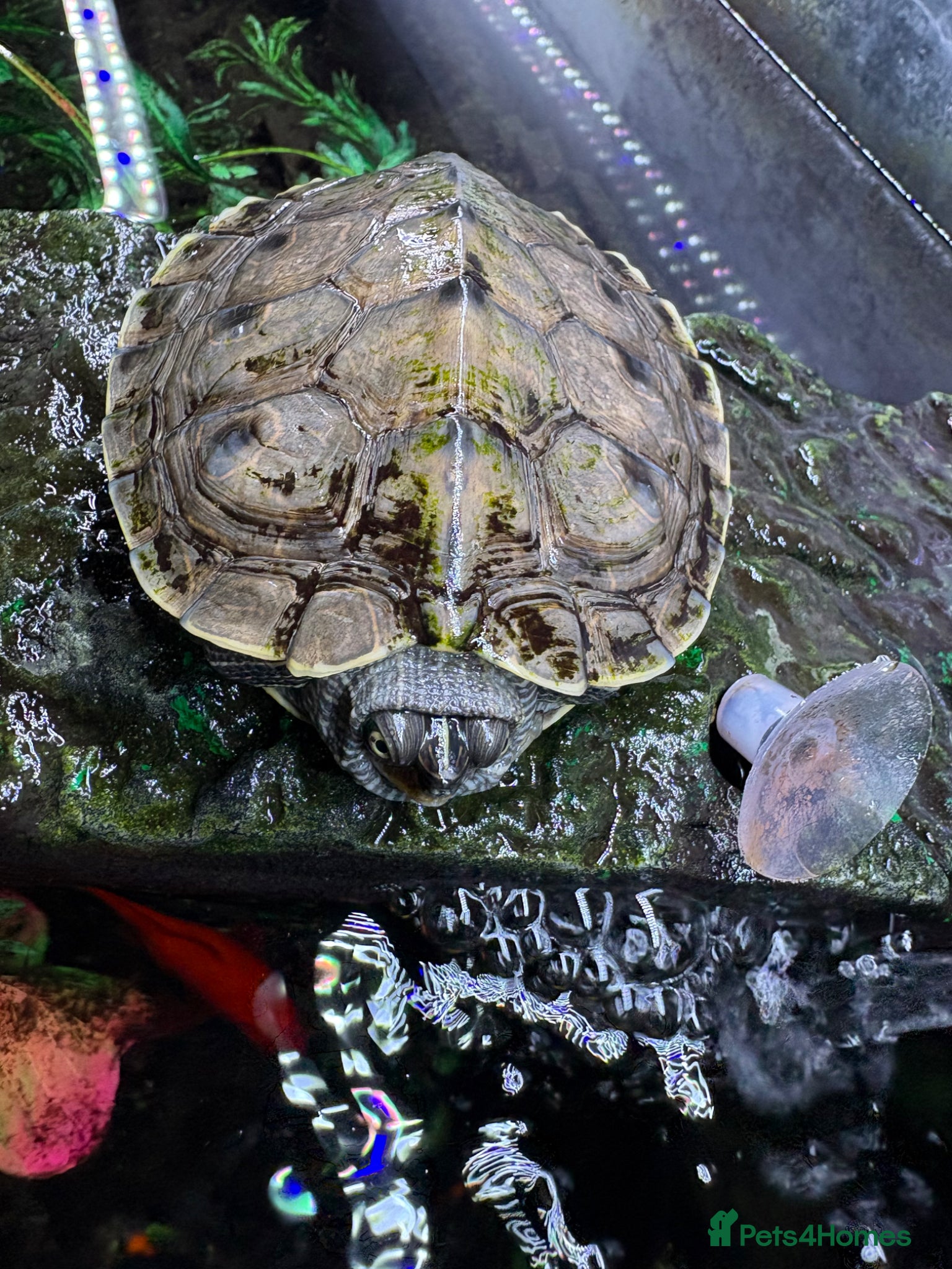 Turtle reptiles for sale: 6 year old turtle and tank for sale - Advert 1