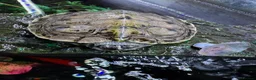 Turtle reptiles for sale: 6 year old turtle and tank for sale in Saint Helens - Advert 1