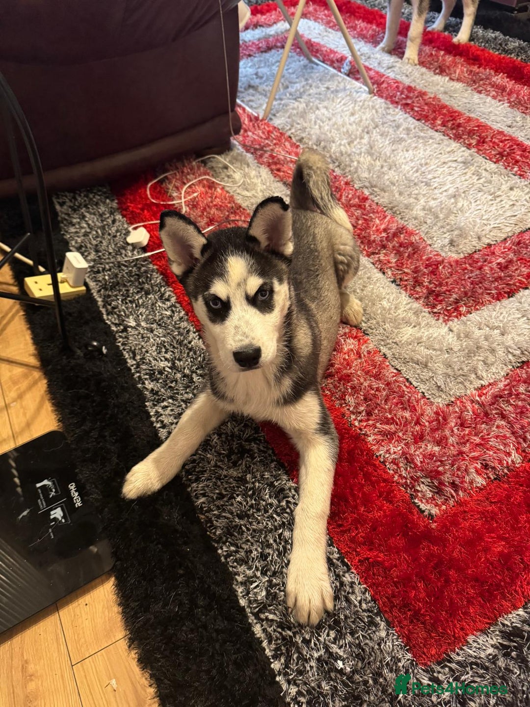Siberian Husky dogs for sale: Last 2 beautiful girl from 7 puppy husky  - Image 9