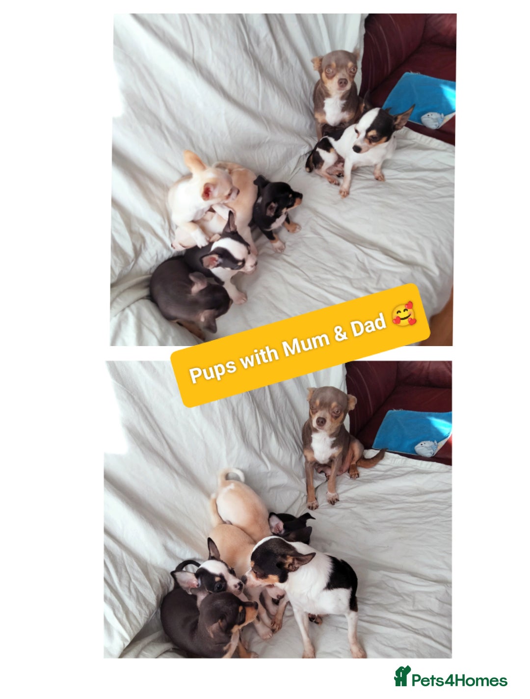 Chihuahua dogs for sale: Gorgeous Baby Chihuahua puppies  - Image 27