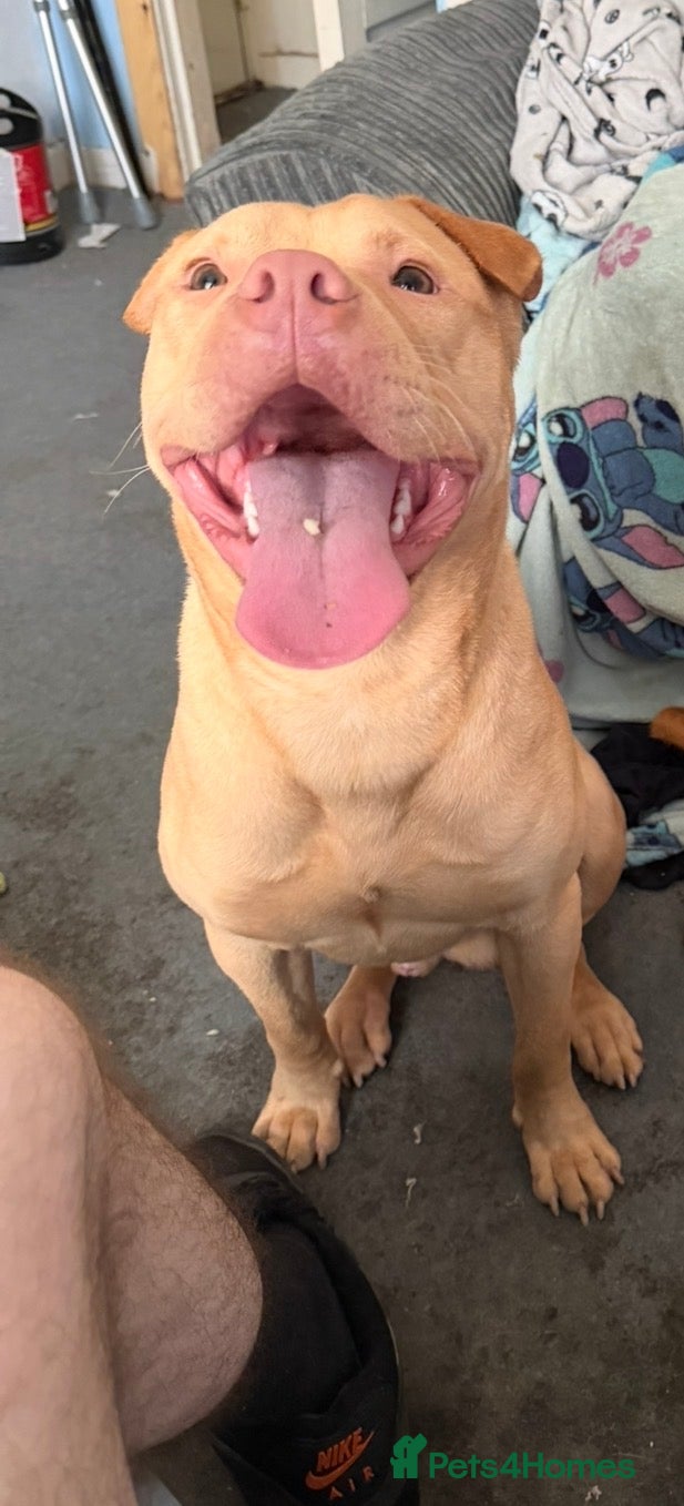 Mixed Breed dogs for sale: Male staffie cross sha-pei  in Leeds - Advert 1