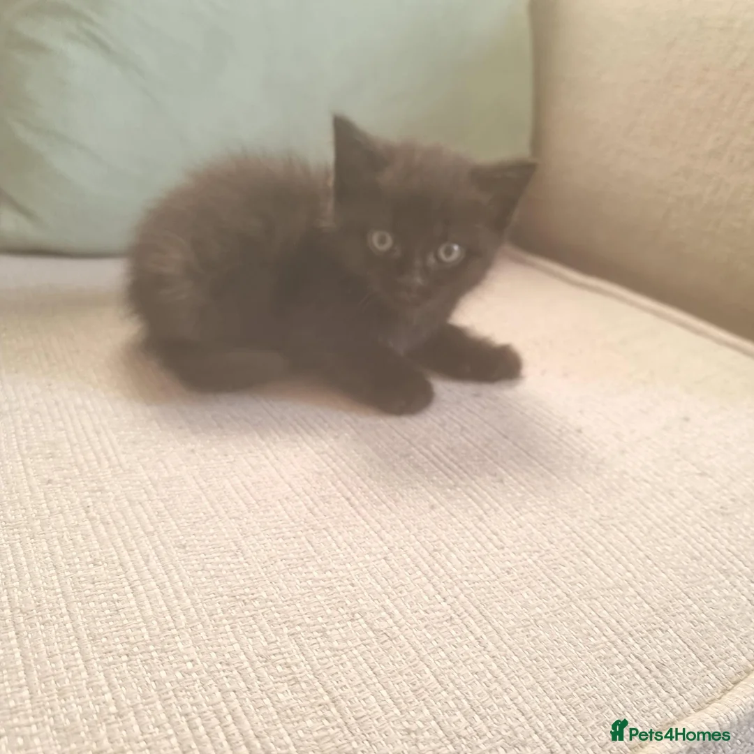 Mixed Breed cats for sale: Scottish straight cross kittens - Advert 6