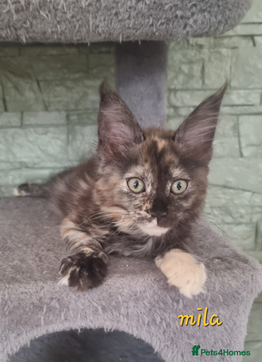 Maine Coon cats for sale: Beautiful Maine Coon kittens  - Advert 5
