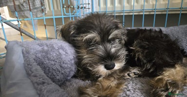 Miniature Schnauzer dogs - Advert 1