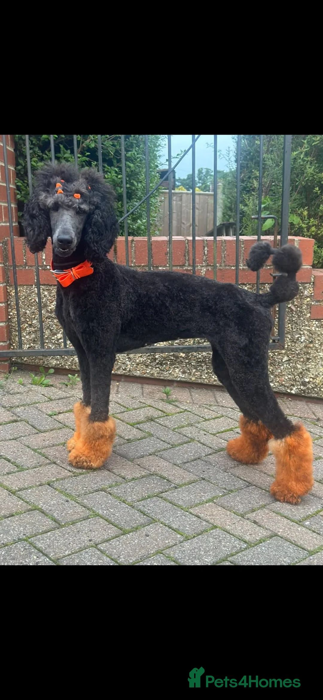 Mixed Breed dogs for sale: Poodle pups in Middlesbrough - Advert 9