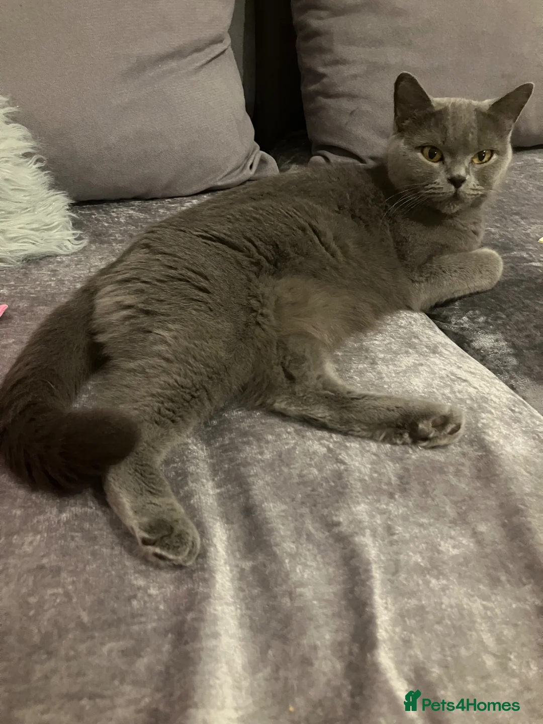 British Shorthair cats for sale: 💙 British shorthair 🩷 - Advert 2