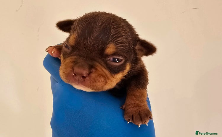 American Bully dogs - Advert 3
