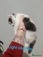 Mixed Breed cats - Advert 5