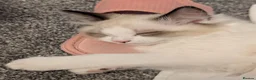 Ragdoll cats for sale: Stunning Ragdoll Kitten in London - Advert 14