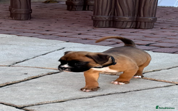 Boxer dogs for sale: Boxer pups  - Image 5