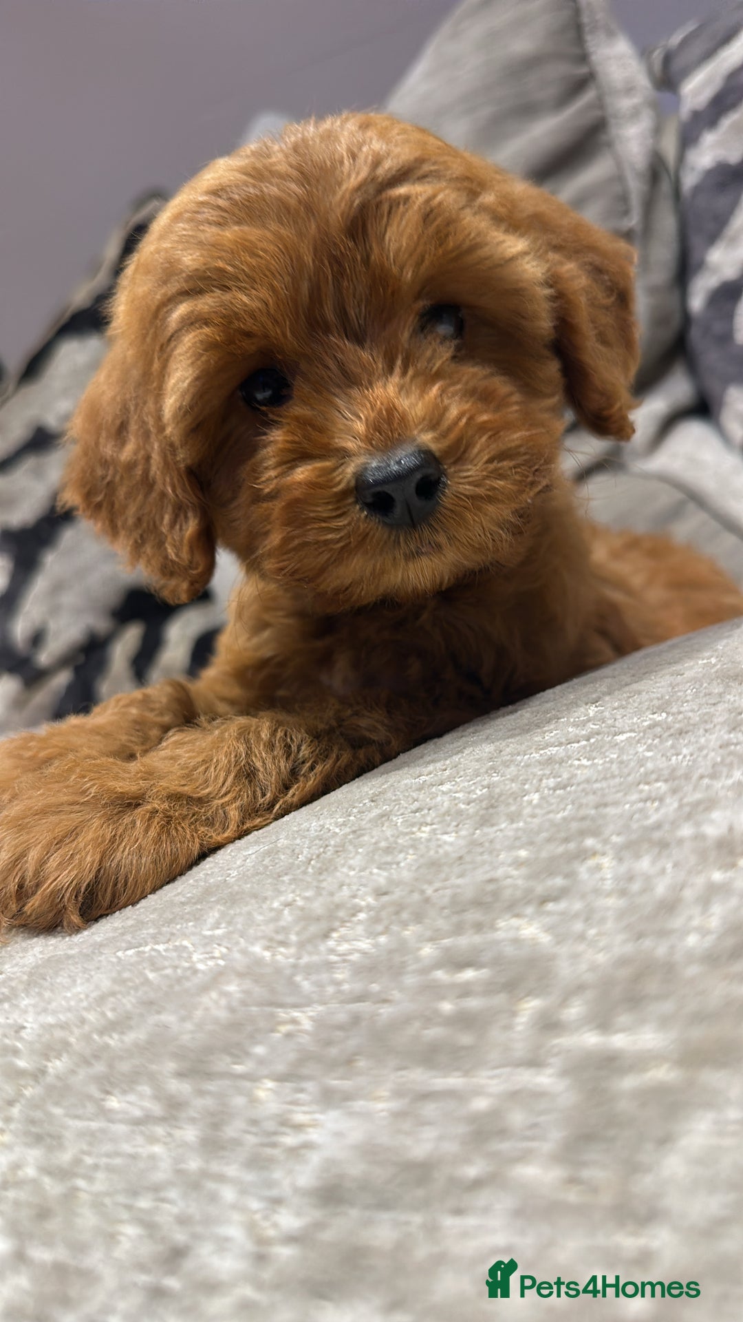 Cockapoo dogs for sale: 🐾Adorable toy cockapoos ready now 🐾 - Advert 10