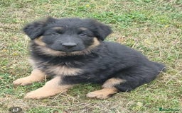 German Shepherd dogs for sale: German shepherd puppies health tested parents - Image 6