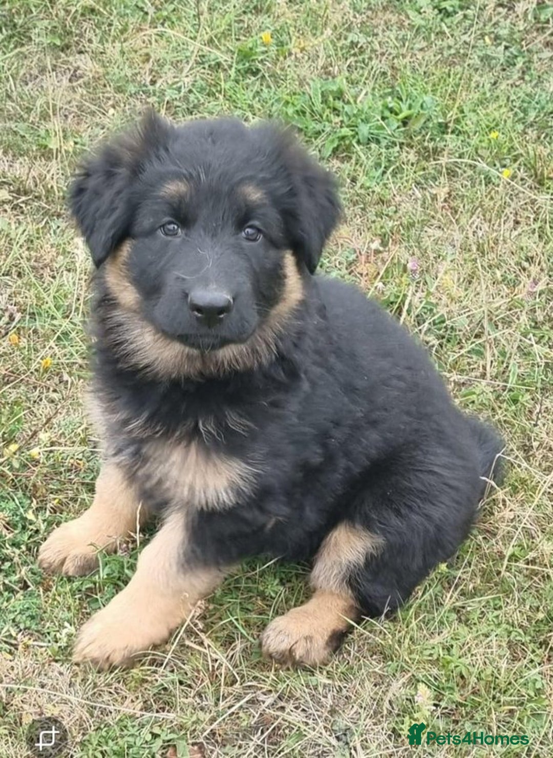 German Shepherd dogs for sale: German shepherd puppies health tested parents - Image 6