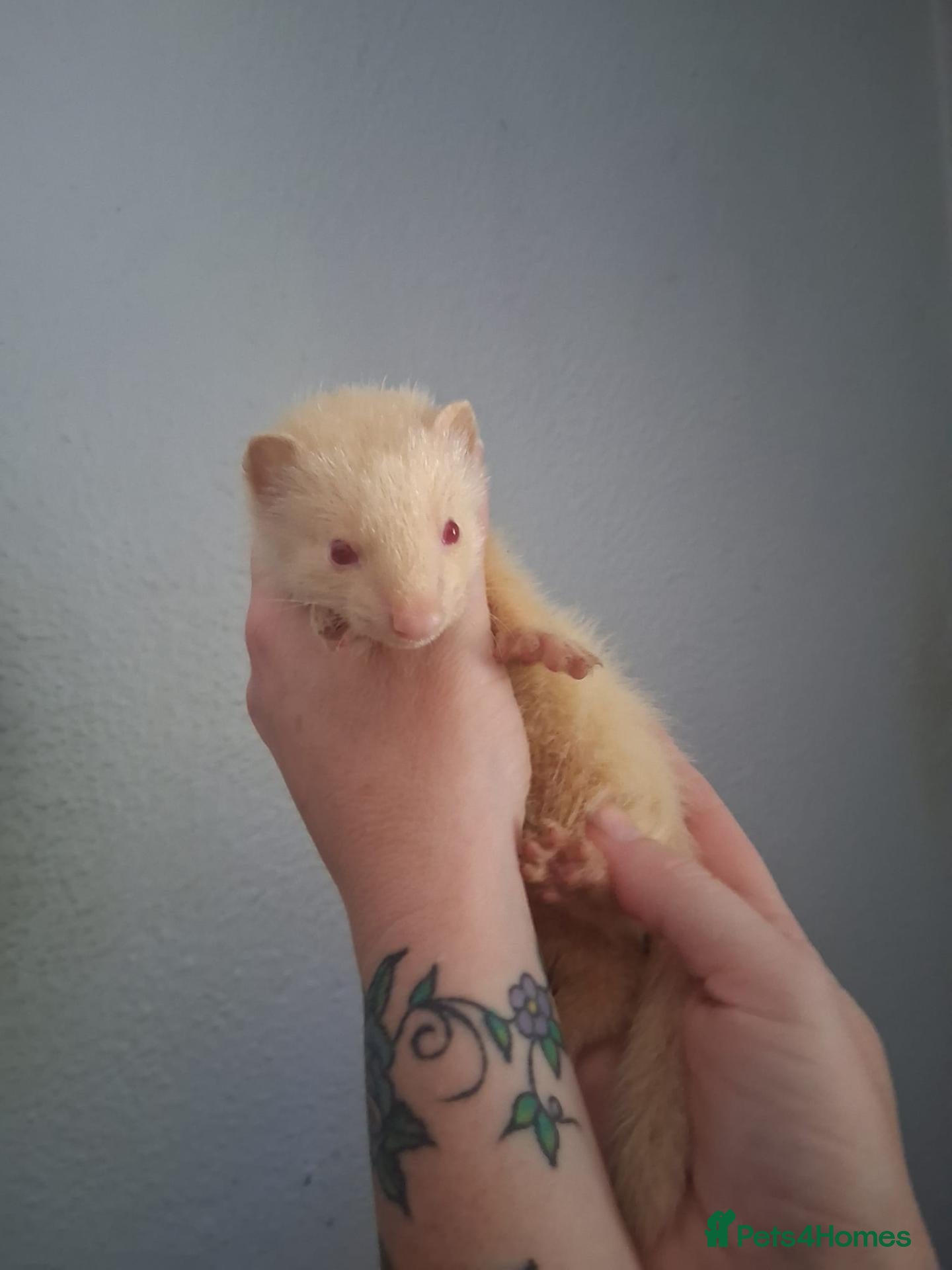 Ferret rodents Beautiful gentle ferret kits - Advert 21