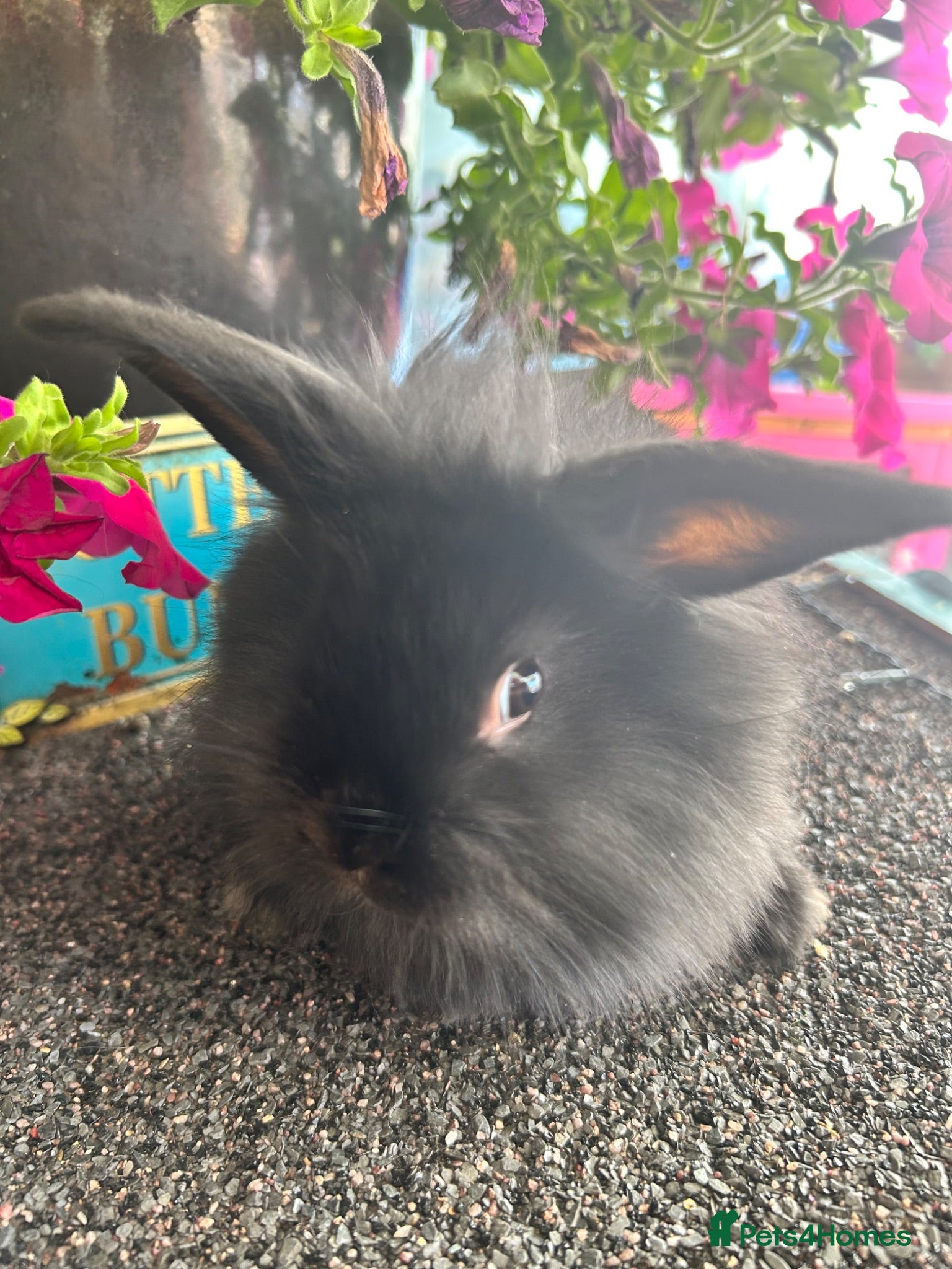 Lionhead rabbits 🦋Pure breed Teddy lionheads 🦋 - Advert 1