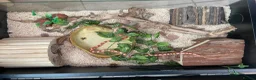 Corn Snake reptiles for sale: Corn snake with vivarium and heat mat  in Stoke-on-Trent - Advert 2