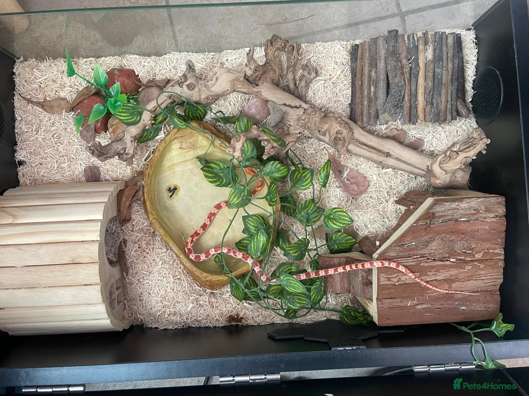 Corn Snake reptiles for sale: Corn snake with vivarium and heat mat  in Stoke-on-Trent - Advert 2
