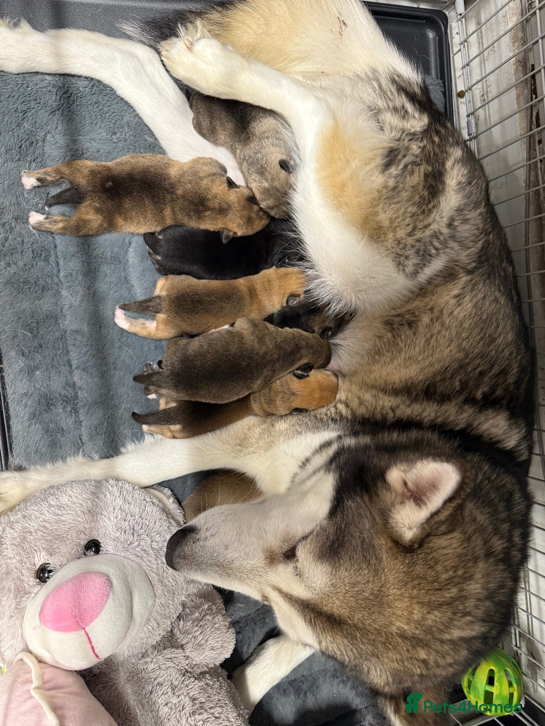 Mixed Breed dogs for sale: Malamute x puppies - Advert 19