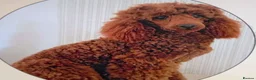 Poochon dogs for sale: F1 Poochon Puppies - Advert 7