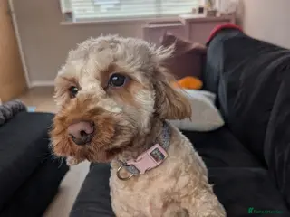 Cockapoo dogs 2 year old female cockapoo - Advert 1