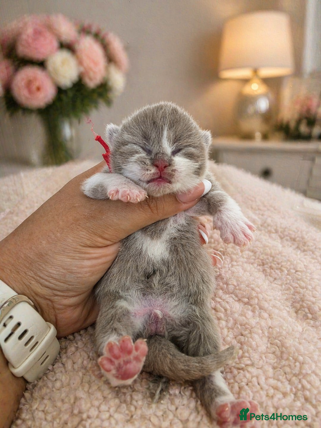 British Shorthair cats 🌟Exceptional quality British shorthair kittens🌟  - Advert 2