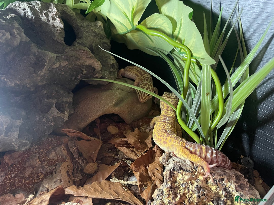 Leopard Gecko reptiles for sale: 2 Female Leopard Geckos (4 years old) – Full Setup - Advert 18