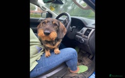 Dachshund dogs for sale: Dual Purpose Standard Wirehaired Dachshund(Teckel) - Image 14